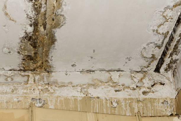 Best Real Estate Mold Inspection  in Ashland, CA